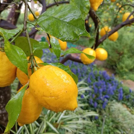 Olive Lemon Biophilic House & Lush Forest Garden Vámos Exteriér fotografie