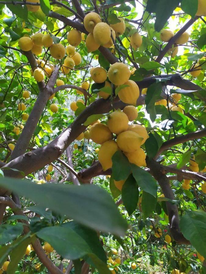 Olive Lemon Biophilic House & Lush Forest Garden Vámos Exteriér fotografie