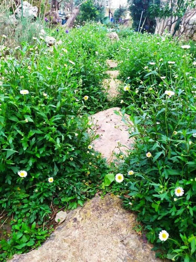 Olive Lemon Biophilic House & Lush Forest Garden Vámos Exteriér fotografie