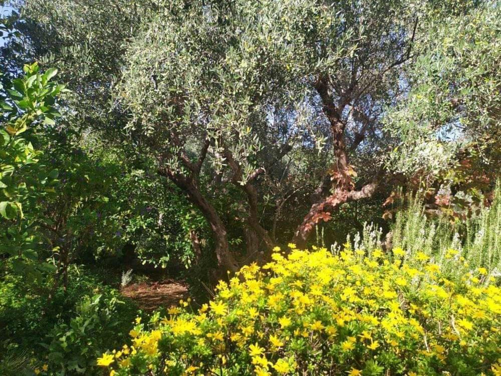 Olive Lemon Biophilic House & Lush Forest Garden Vámos Exteriér fotografie
