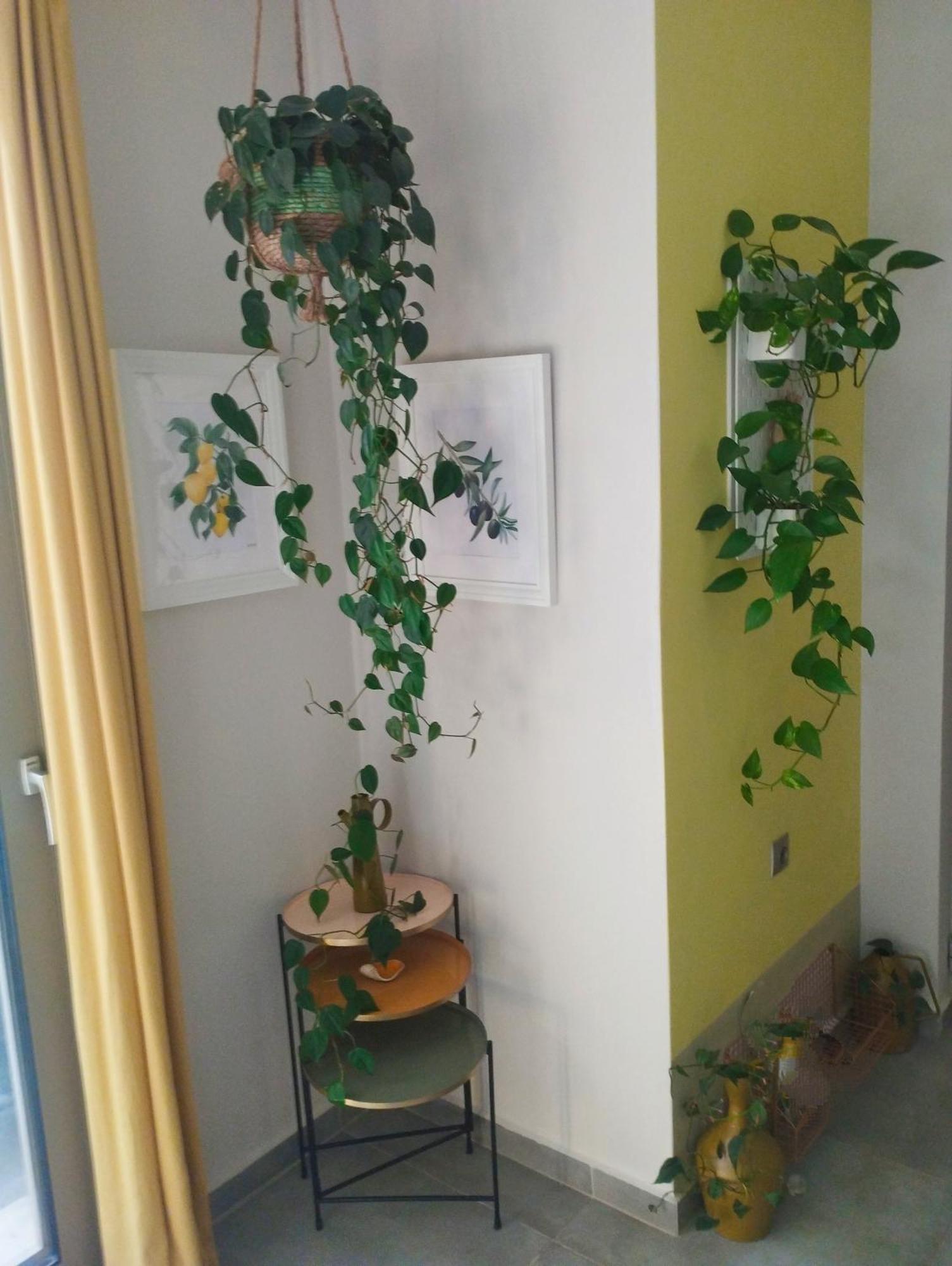 Olive Lemon Biophilic House & Lush Forest Garden Vámos Exteriér fotografie