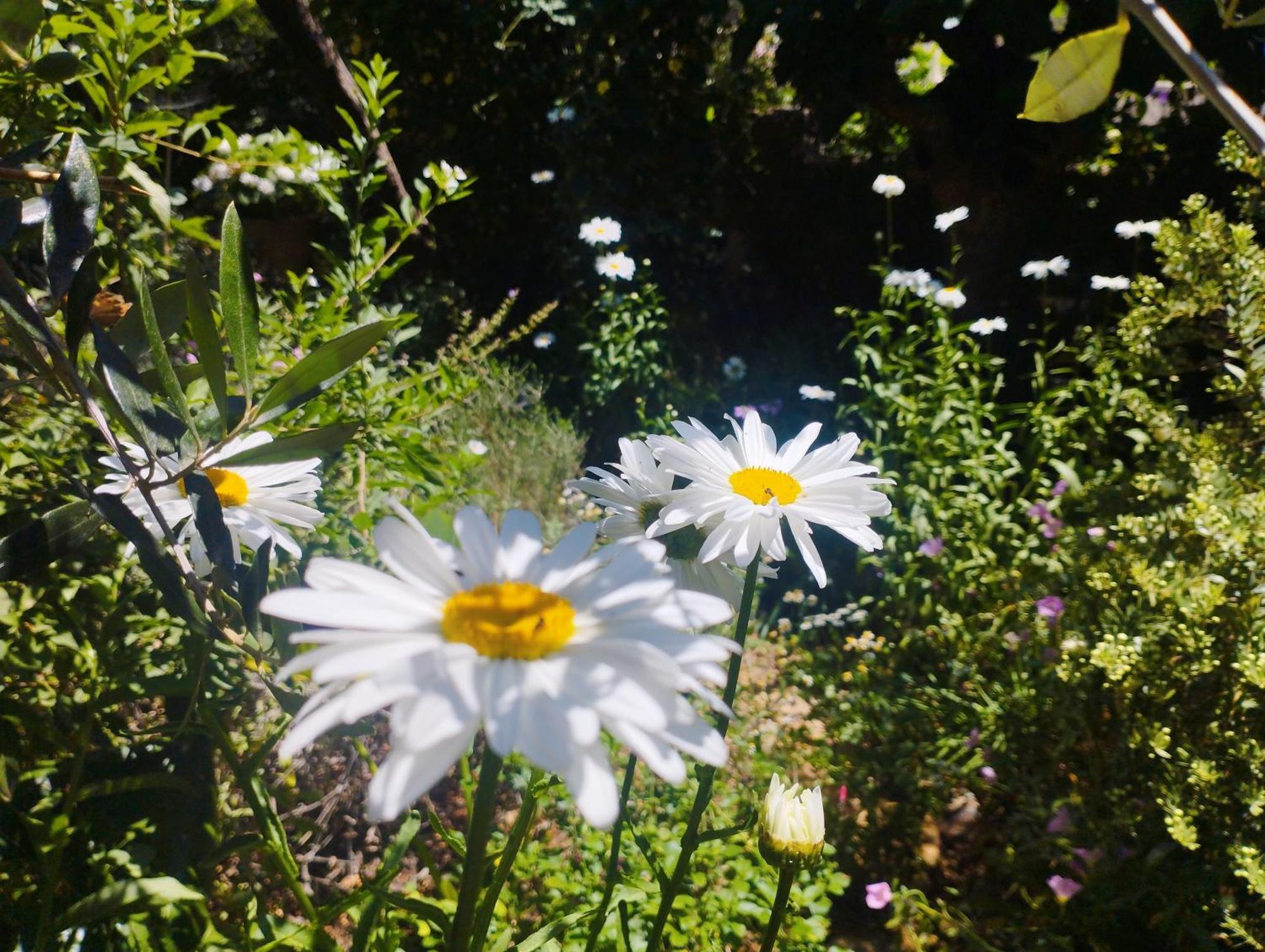 Olive Lemon Biophilic House & Lush Forest Garden Vámos Exteriér fotografie