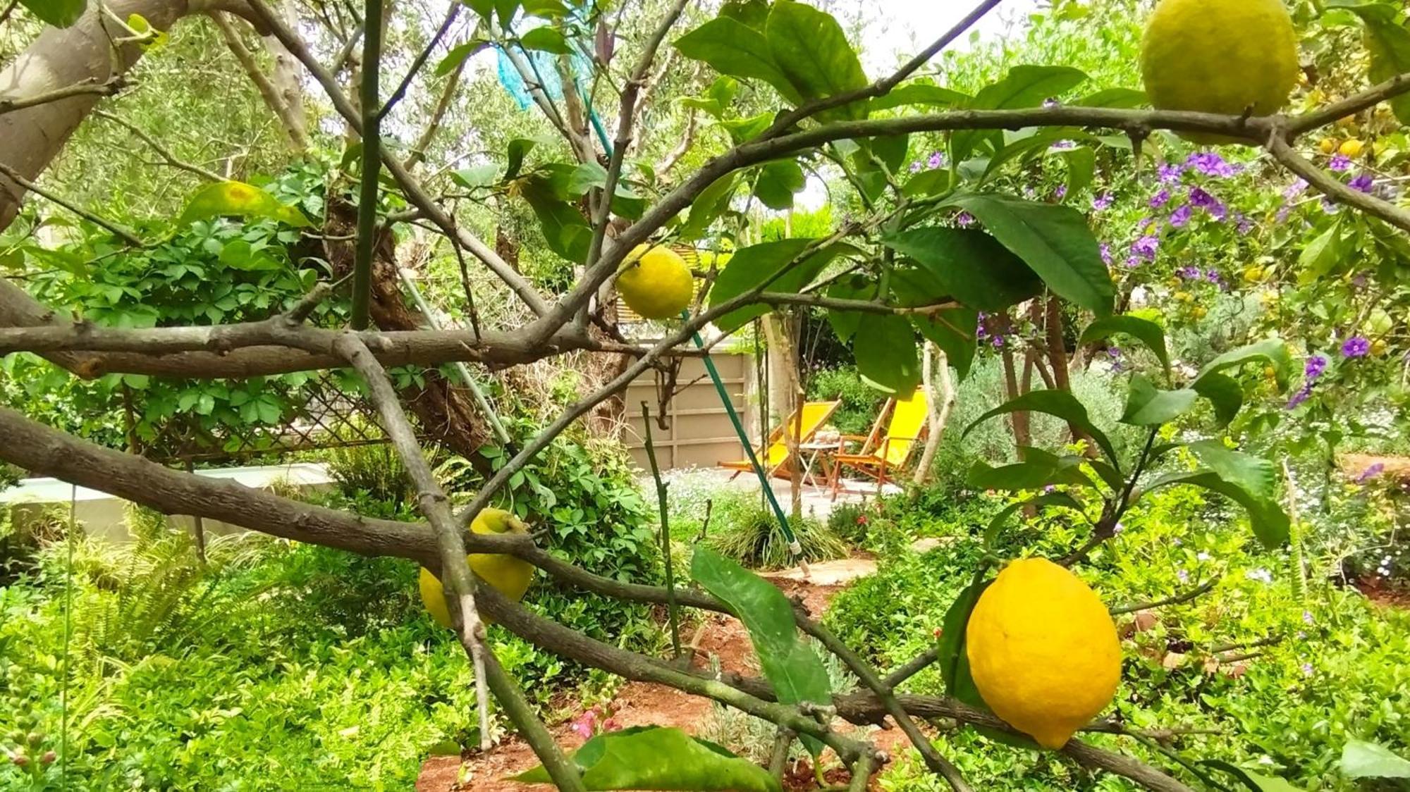 Olive Lemon Biophilic House & Lush Forest Garden Vámos Pokoj fotografie