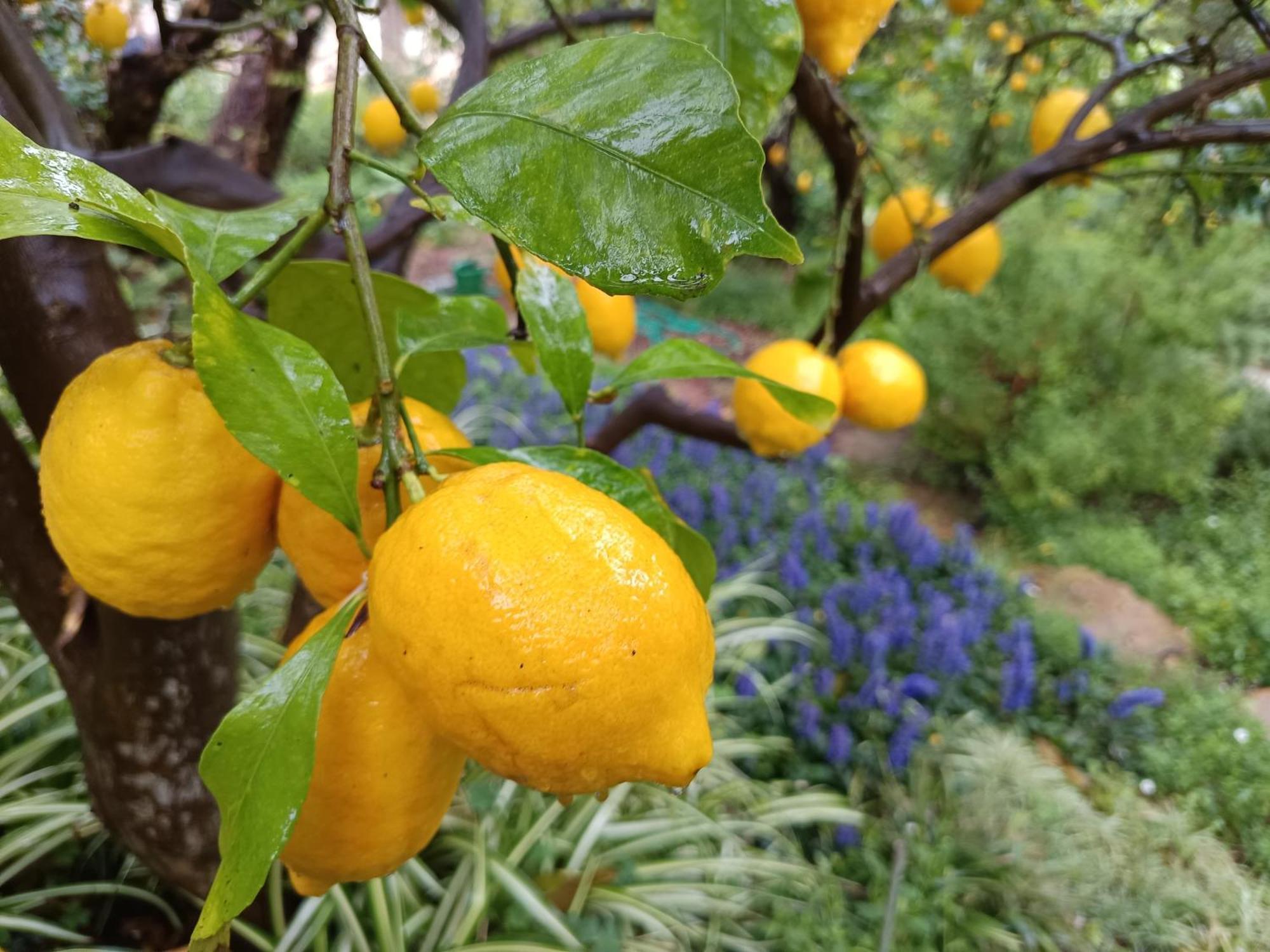 Olive Lemon Biophilic House & Lush Forest Garden Vámos Exteriér fotografie